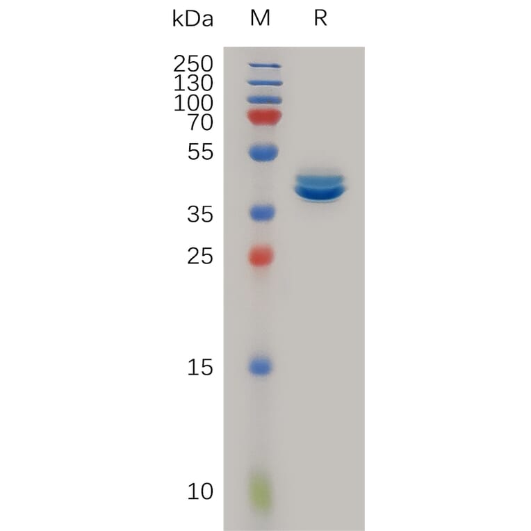 SDS-PAGE - Recombinant Human MCP1 Protein (Fc Tag) (A317238) - Antibodies.com