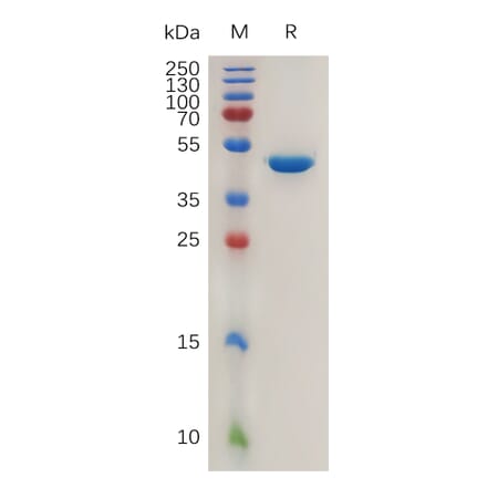 SDS-PAGE - Recombinant Human AGR2 Protein (Fc Tag) (A317268) - Antibodies.com