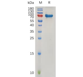 SDS-PAGE - Recombinant Human SPARC Protein (Fc Tag) (A317270) - Antibodies.com