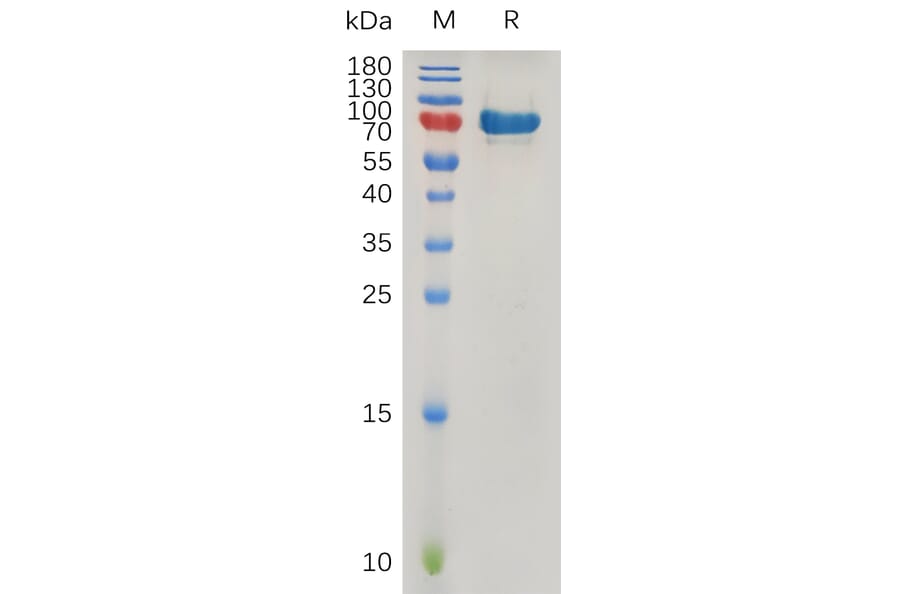 SDS-PAGE - Recombinant Human SPARC Protein (Fc Tag) (A317270) - Antibodies.com