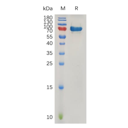 SDS-PAGE - Recombinant Human SPARC Protein (Fc Tag) (A317270) - Antibodies.com