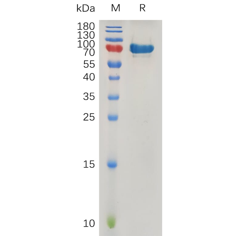SDS-PAGE - Recombinant Human SPARC Protein (Fc Tag) (A317270) - Antibodies.com