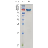 SDS-PAGE - Recombinant Human SPARC Protein (Fc Tag) (A317270) - Antibodies.com