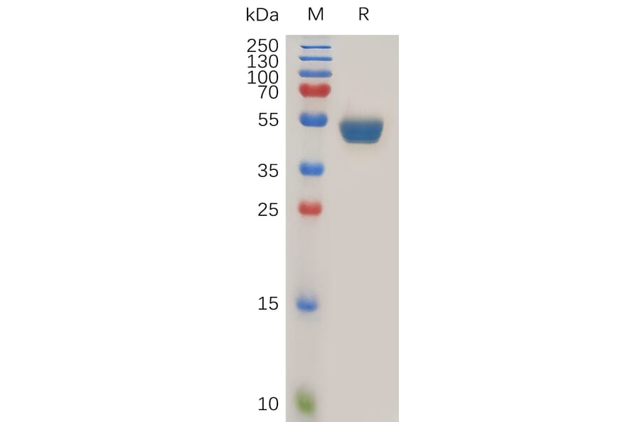 SDS-PAGE - Recombinant Human TNFSF15/TL1A Protein (Fc Tag) (A317271) - Antibodies.com