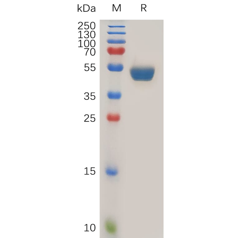 SDS-PAGE - Recombinant Human TNFSF15/TL1A Protein (Fc Tag) (A317271) - Antibodies.com