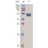 SDS-PAGE - Recombinant Human TNFSF15/TL1A Protein (Fc Tag) (A317271) - Antibodies.com
