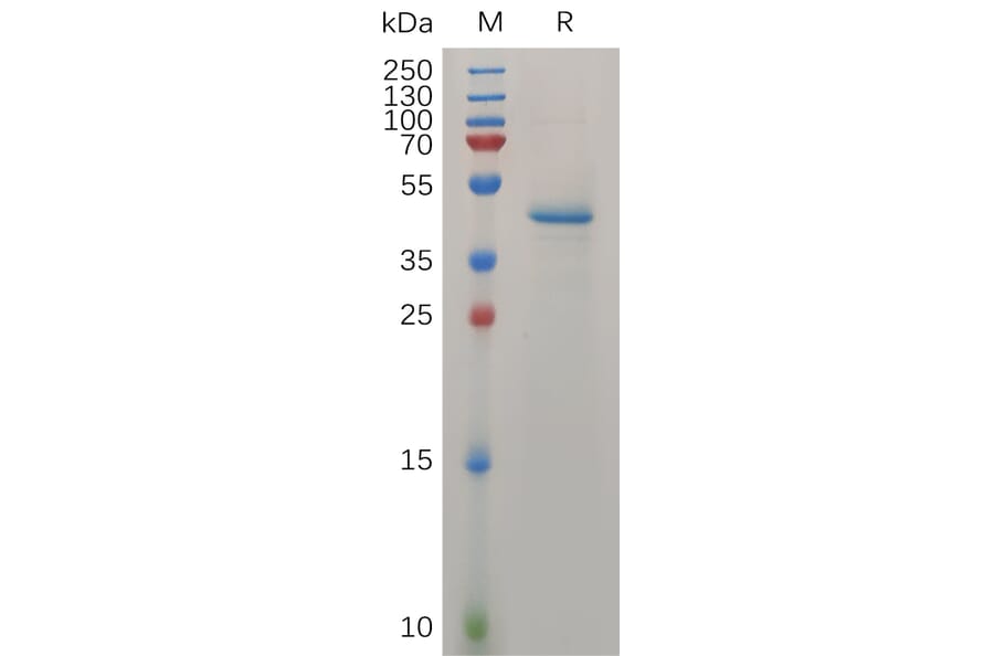 SDS-PAGE - Recombinant Human Midkine Protein (Fc Tag) (A317273) - Antibodies.com