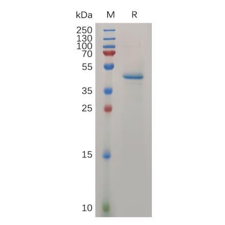 SDS-PAGE - Recombinant Human Midkine Protein (Fc Tag) (A317273) - Antibodies.com