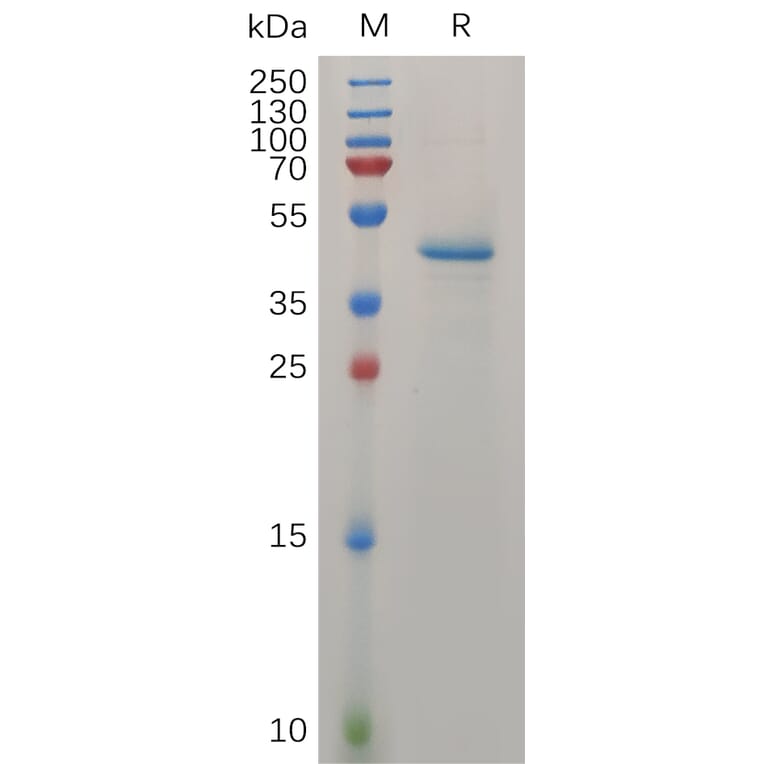 SDS-PAGE - Recombinant Human Midkine Protein (Fc Tag) (A317273) - Antibodies.com