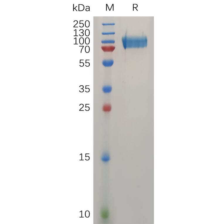 SDS-PAGE - Recombinant Human CD146 Protein (6×His Tag) (A317275) - Antibodies.com