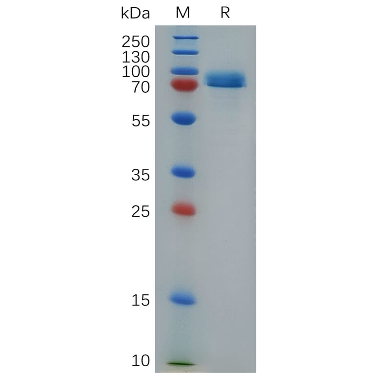 SDS-PAGE - Recombinant Human STAB1 Protein (Fc Tag) (A317278) - Antibodies.com