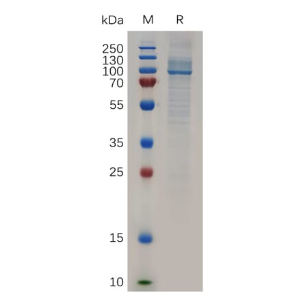 SDS-PAGE - Recombinant Human HSP90 alpha Protein (6×His Tag) (A317280) - Antibodies.com