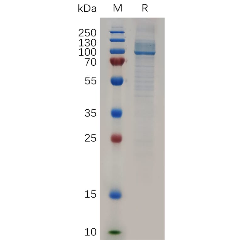 SDS-PAGE - Recombinant Human HSP90 alpha Protein (6×His Tag) (A317280) - Antibodies.com