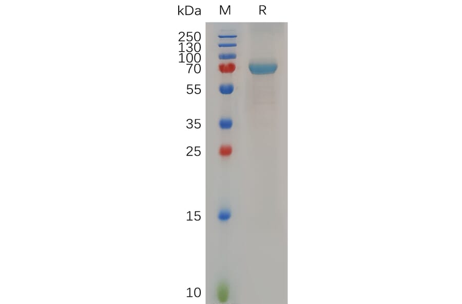 SDS-PAGE - Recombinant Human B4GALT1 Protein (Fc Tag) (A317282) - Antibodies.com