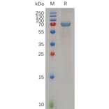 SDS-PAGE - Recombinant Human B4GALT1 Protein (Fc Tag) (A317282) - Antibodies.com