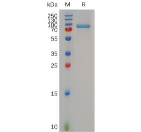 SDS-PAGE - Recombinant Human MMP13 Protein (Fc Tag) (A317283) - Antibodies.com