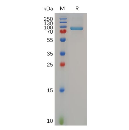 SDS-PAGE - Recombinant Human MMP13 Protein (Fc Tag) (A317283) - Antibodies.com