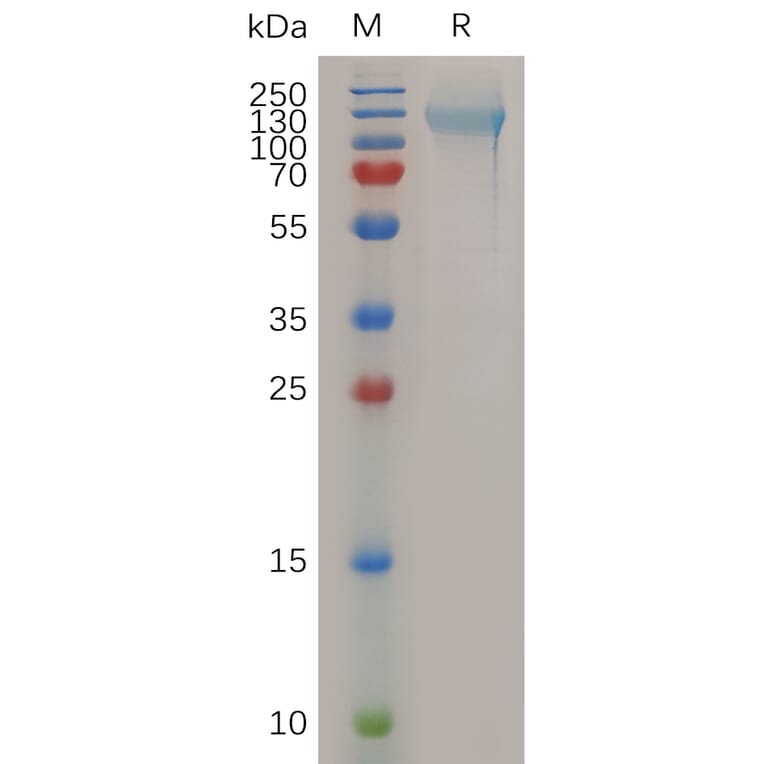 SDS-PAGE - Recombinant Human Nucleolin Protein (6×His Tag) (A317284) - Antibodies.com