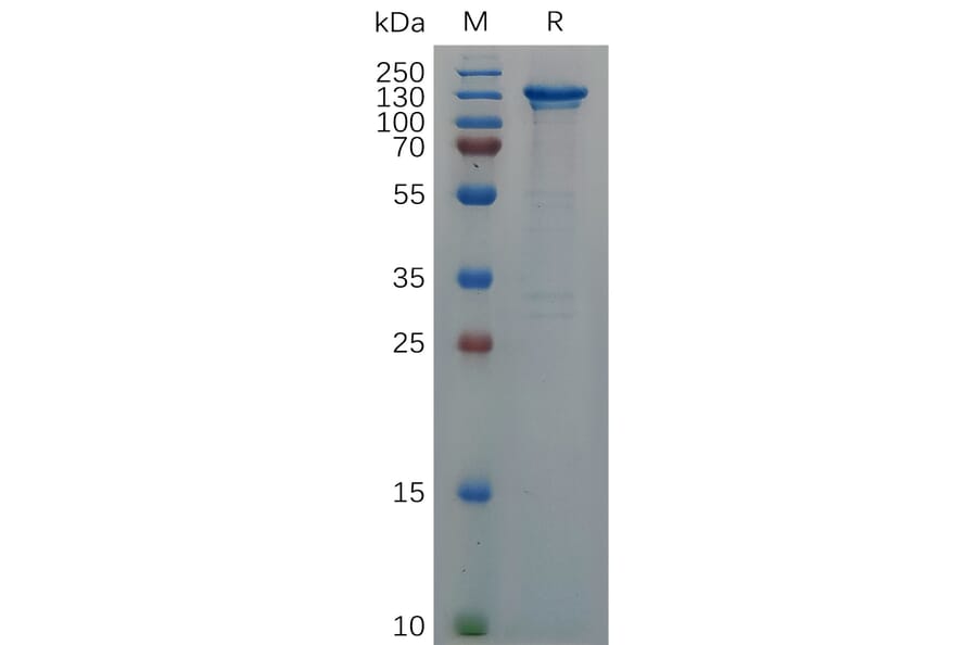 SDS-PAGE - Recombinant Human CD93 Protein (Fc Tag) (A317289) - Antibodies.com