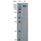 SDS-PAGE - Recombinant Human CD93 Protein (Fc Tag) (A317289) - Antibodies.com