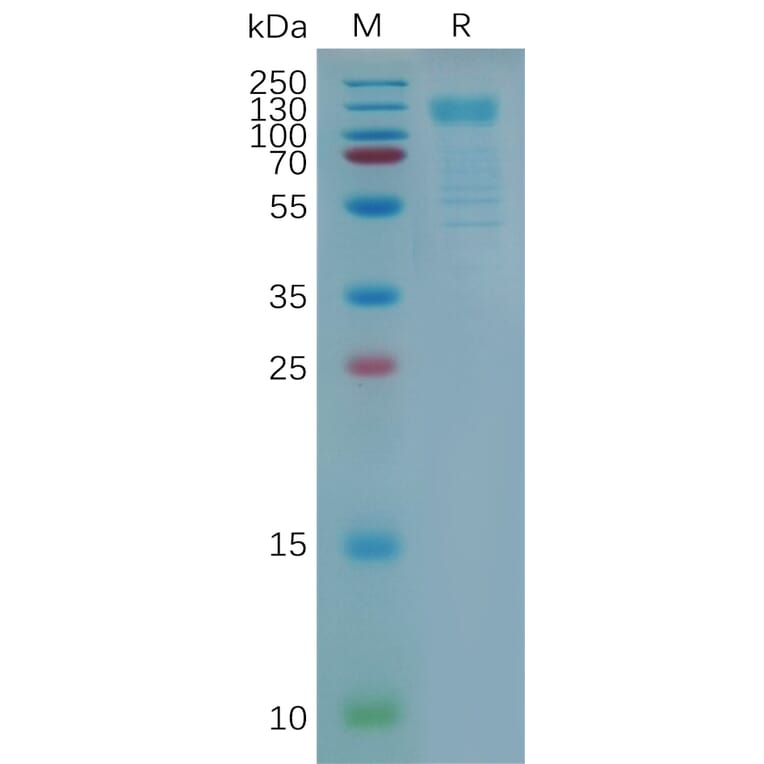 SDS-PAGE - Recombinant Human GPCR GPR48/LGR4 Protein (Fc Tag) (A317291) - Antibodies.com