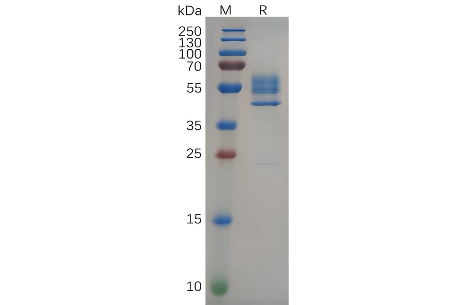 SDS-PAGE - Recombinant Human DR3/LARD Protein (Fc Tag) (A317292) - Antibodies.com