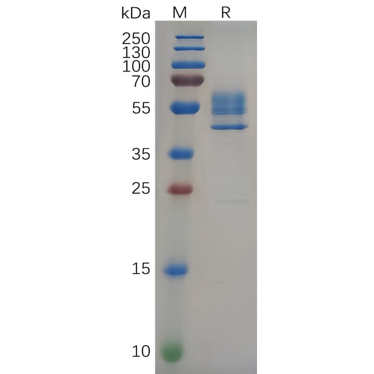 SDS-PAGE - Recombinant Human DR3/LARD Protein (Fc Tag) (A317292) - Antibodies.com