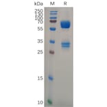 SDS-PAGE - Recombinant Human CD74 Protein (Fc Tag) (A317293) - Antibodies.com