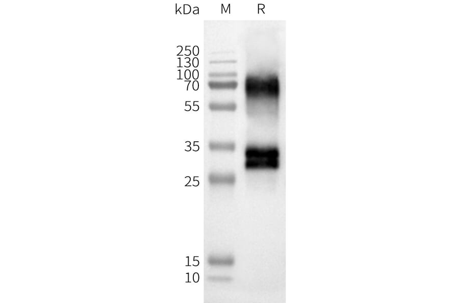 Western Blot - Synthetic Nanodisc Human OR52D1 Protein (A317294) - Antibodies.com