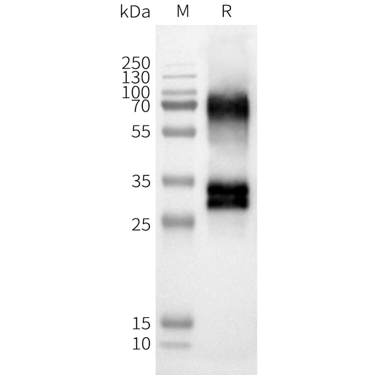 Western Blot - Synthetic Nanodisc Human OR52D1 Protein (A317294) - Antibodies.com
