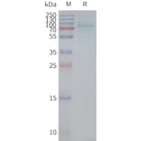 SDS-PAGE - Synthetic Nanodisc Human GPCR GPR14 Protein (A317295) - Antibodies.com