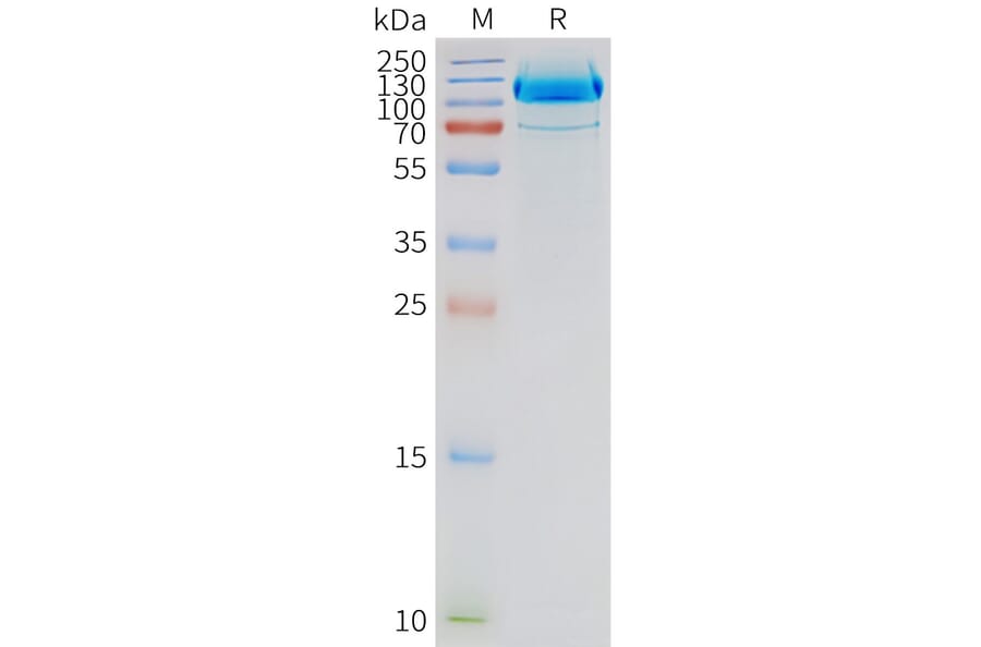 SDS-PAGE - Synthetic Nanodisc Human Metabotropic Glutamate Receptor 2/MGLUR2 Protein (A317296) - Antibodies.com