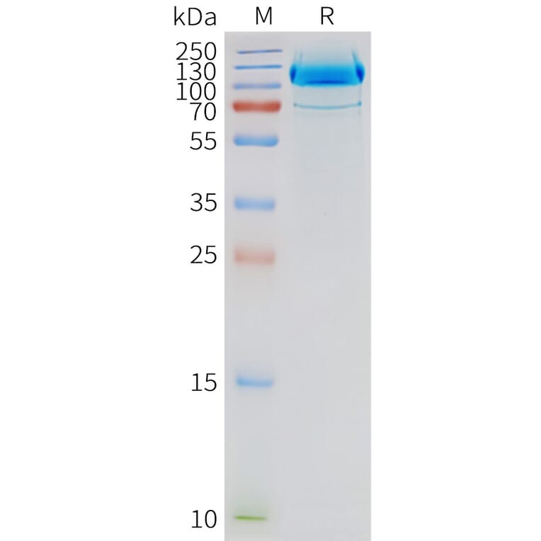 SDS-PAGE - Synthetic Nanodisc Human Metabotropic Glutamate Receptor 2/MGLUR2 Protein (A317296) - Antibodies.com