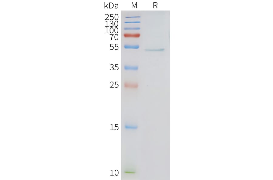 SDS-PAGE - Synthetic Nanodisc Human HRH3/H3R Protein (A317297) - Antibodies.com