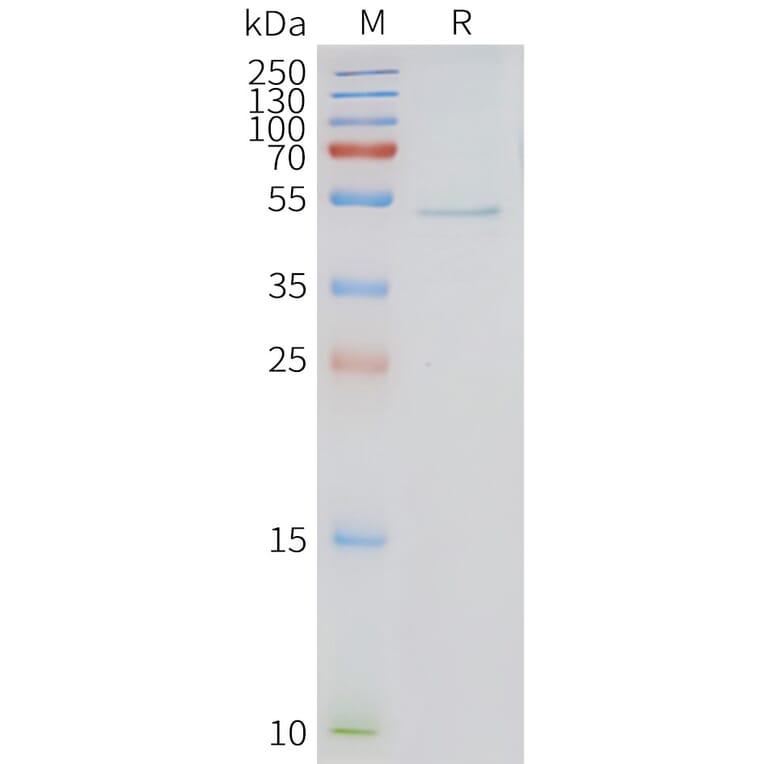 SDS-PAGE - Synthetic Nanodisc Human HRH3/H3R Protein (A317297) - Antibodies.com