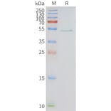 SDS-PAGE - Synthetic Nanodisc Human HRH3/H3R Protein (A317297) - Antibodies.com