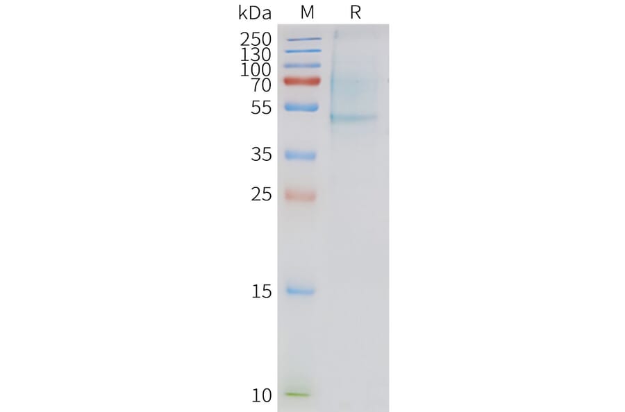 SDS-PAGE - Synthetic Nanodisc Human APLNR/APJ Receptor Protein (A317298) - Antibodies.com