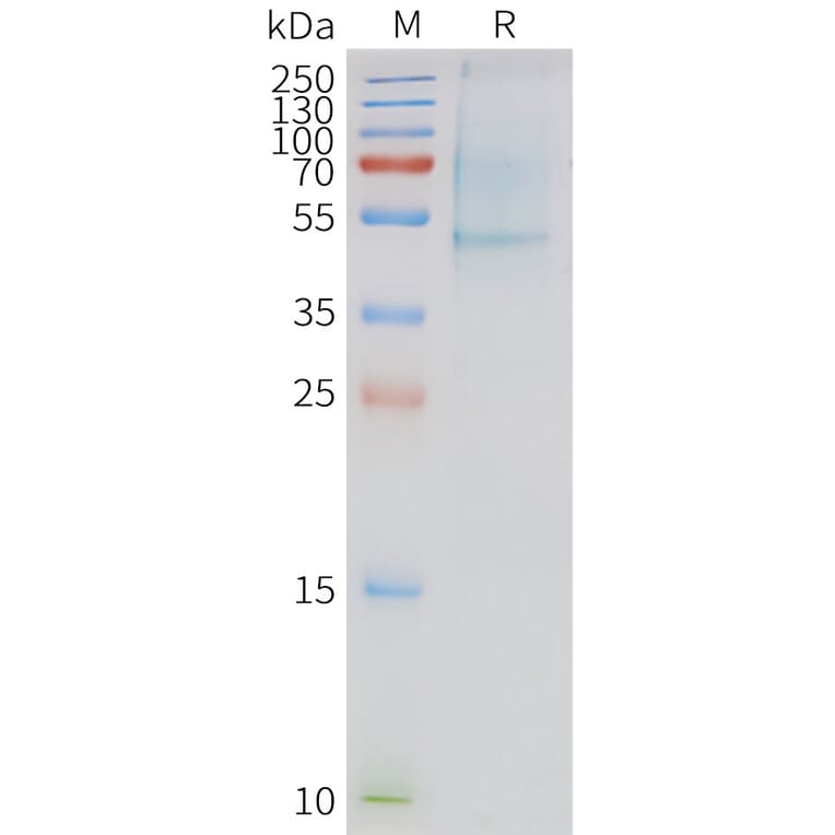 SDS-PAGE - Synthetic Nanodisc Human APLNR/APJ Receptor Protein (A317298) - Antibodies.com