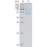 SDS-PAGE - Synthetic Nanodisc Human APLNR/APJ Receptor Protein (A317298) - Antibodies.com