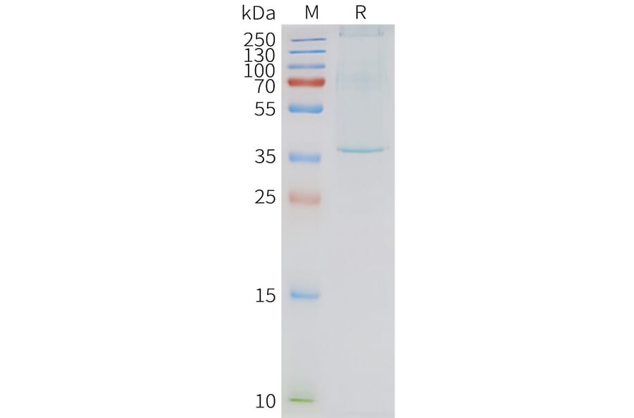 SDS-PAGE - Synthetic Nanodisc Human Neurotensin Receptor 1/NTSR1 Protein (A317299) - Antibodies.com