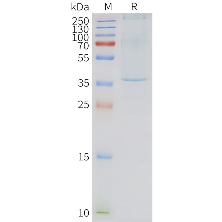 SDS-PAGE - Synthetic Nanodisc Human Neurotensin Receptor 1/NTSR1 Protein (A317299) - Antibodies.com