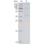 SDS-PAGE - Synthetic Nanodisc Human Neurotensin Receptor 1/NTSR1 Protein (A317299) - Antibodies.com