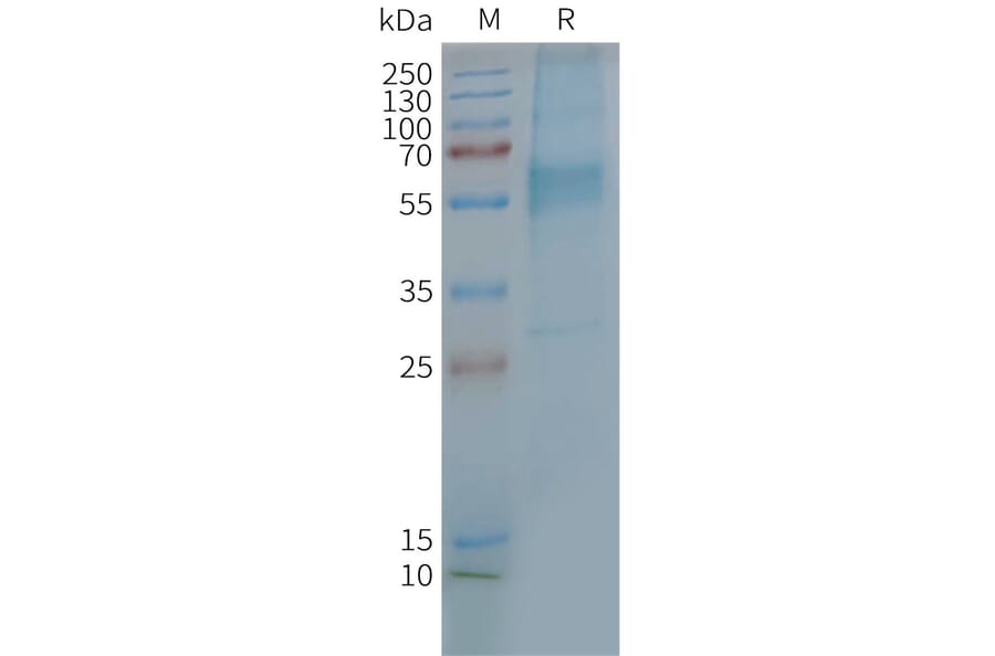 SDS-PAGE - Synthetic Nanodisc Human GIPR Protein (A317300) - Antibodies.com