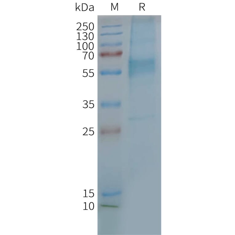 SDS-PAGE - Synthetic Nanodisc Human GIPR Protein (A317300) - Antibodies.com