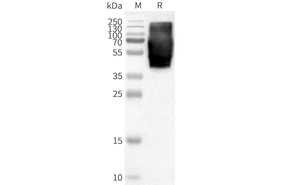 Western Blot - Synthetic Nanodisc Human GPR84 Protein (A317301) - Antibodies.com