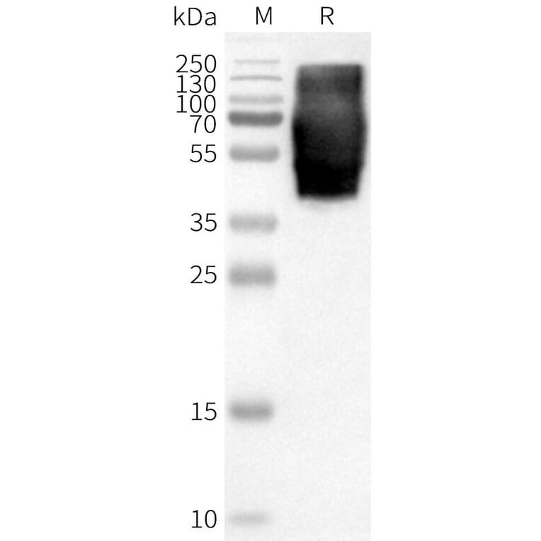 Western Blot - Synthetic Nanodisc Human GPR84 Protein (A317301) - Antibodies.com