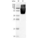 Western Blot - Synthetic Nanodisc Human GPR84 Protein (A317301) - Antibodies.com
