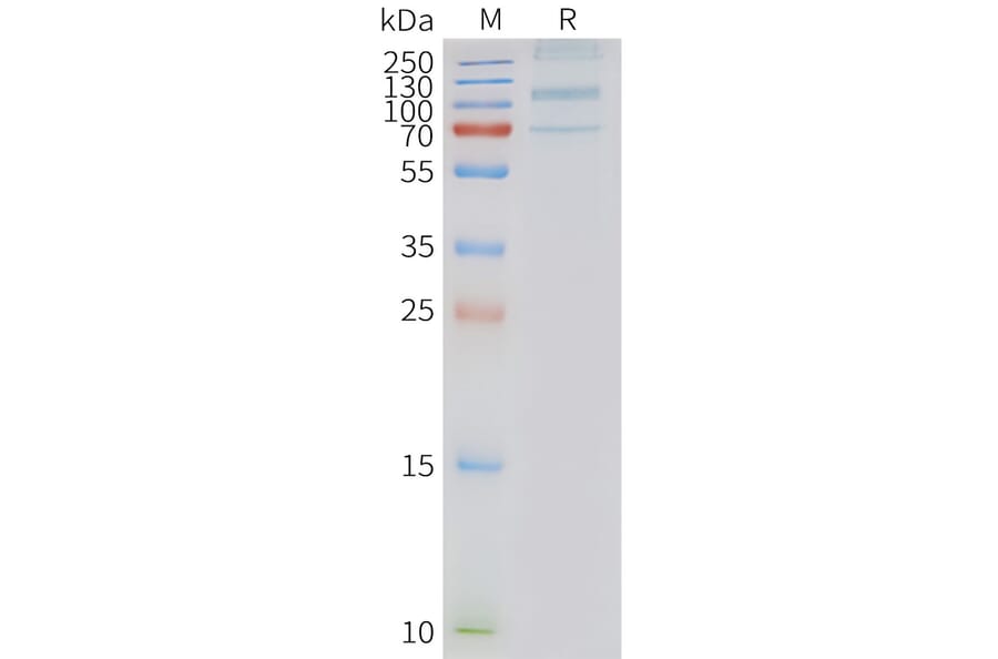 SDS-PAGE - Synthetic Nanodisc Human GPR133 Protein (A317303) - Antibodies.com