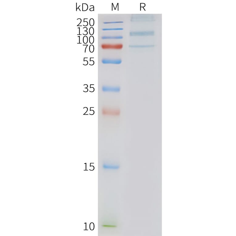 SDS-PAGE - Synthetic Nanodisc Human GPR133 Protein (A317303) - Antibodies.com