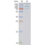 SDS-PAGE - Synthetic Nanodisc Human GPR133 Protein (A317303) - Antibodies.com
